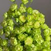 princess midori Rose for sale丨Flower Gardens