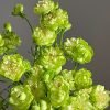 princess midori Rose丨Flower Gardens