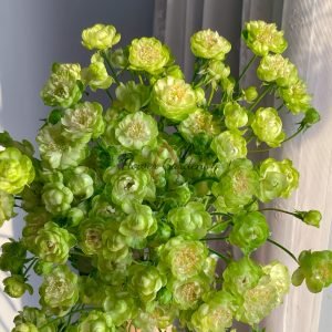 princess midori Rose plant丨Flower Gardens