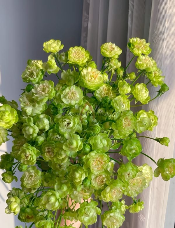princess midori Rose plant丨Flower Gardens