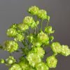 princess midori Rose丨Flower Gardens