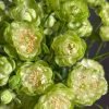 princess midori Rose丨Flower Gardens