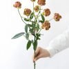 princess pinku Rose丨Flower Gardens