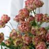 princess pinku Rose丨Flower Gardens