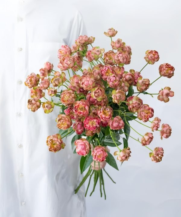 princess pinku Rose丨Flower Gardens