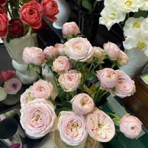 royal blush Rose for sale丨Flower Gardens