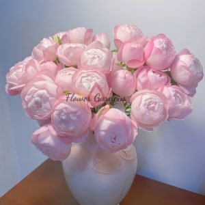 strawberry macaron Rose plant丨Flower Gardens