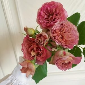 the nature Rose丨Flower Gardens