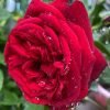 Admiral Rose丨Flower Gardens