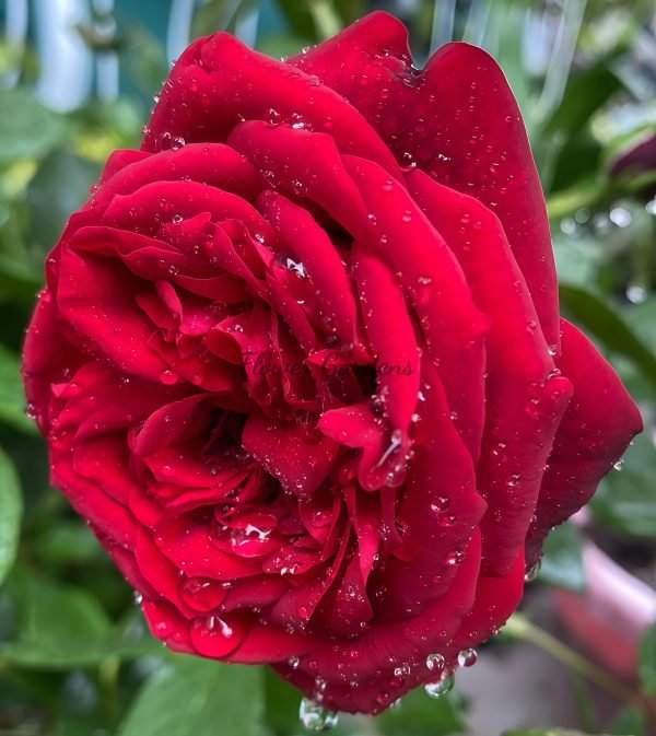 Admiral Rose丨Flower Gardens