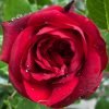 Admiral Rose for sale丨Flower Gardens