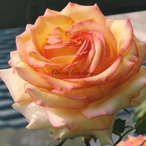 Ambiance Rose plant丨Flower Gardens