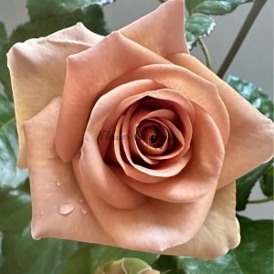 Amnésia Rose plant丨Flower Gardens