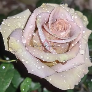 Amnésia Rose for sale丨Flower Gardens