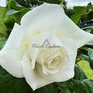 Annapurna Rose丨Flower Gardens