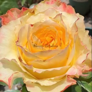 Aubade Rose for sale丨Flower Gardens