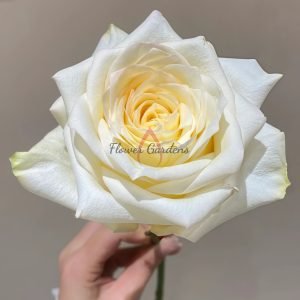 Candlelight Rose plant丨Flower Gardens