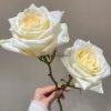 Candlelight Rose丨Flower Gardens