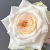 Candlelight Rose for sale丨Flower Gardens