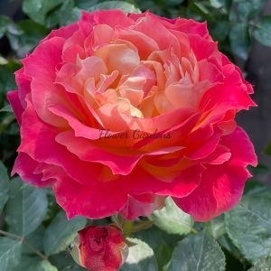 Chaleur Rose丨Flower Gardens