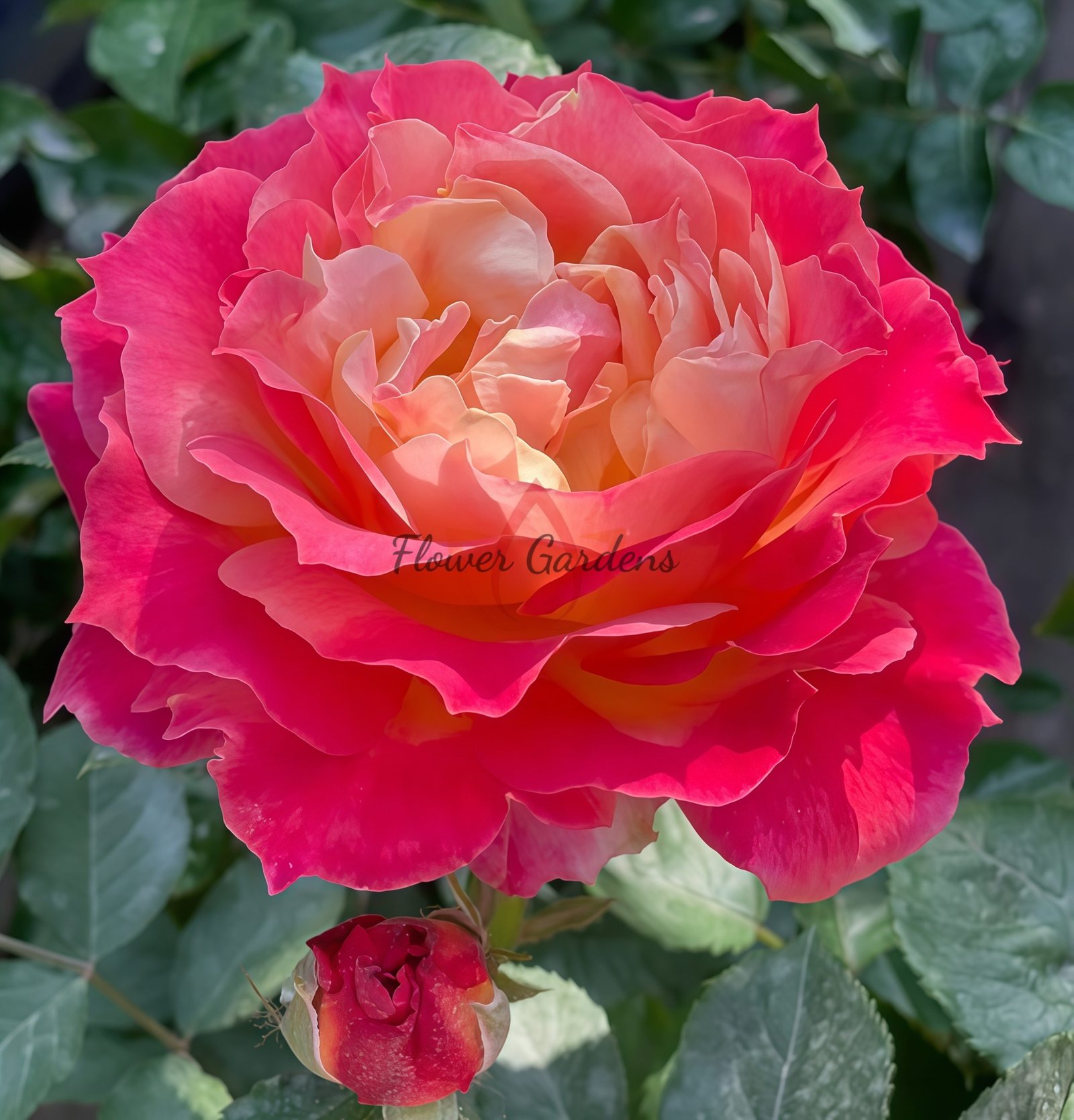 Chaleur Rose丨Flower Gardens