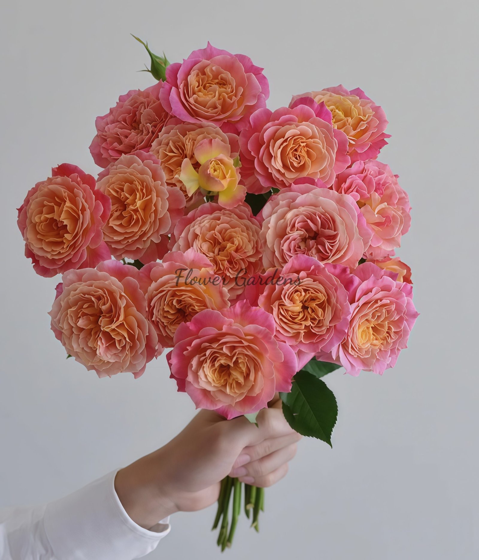 Chaleur Rose for sale丨Flower Gardens