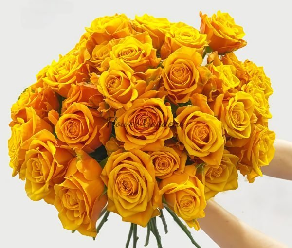 Cleopatra Rose丨Flower Gardens
