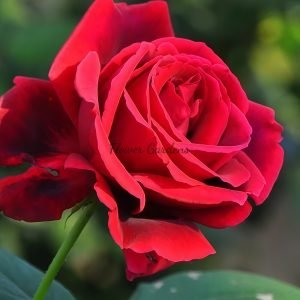 Crimson Glory Rose丨Flower Gardens
