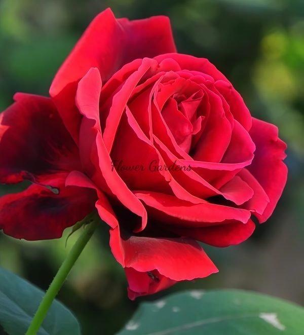 Crimson Glory Rose丨Flower Gardens
