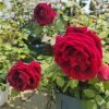 Crimson Glory Rose for sale丨Flower Gardens