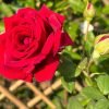 Crimson Glory Rose丨Flower Gardens