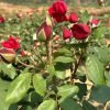 Crimson Glory Rose plant丨Flower Gardens