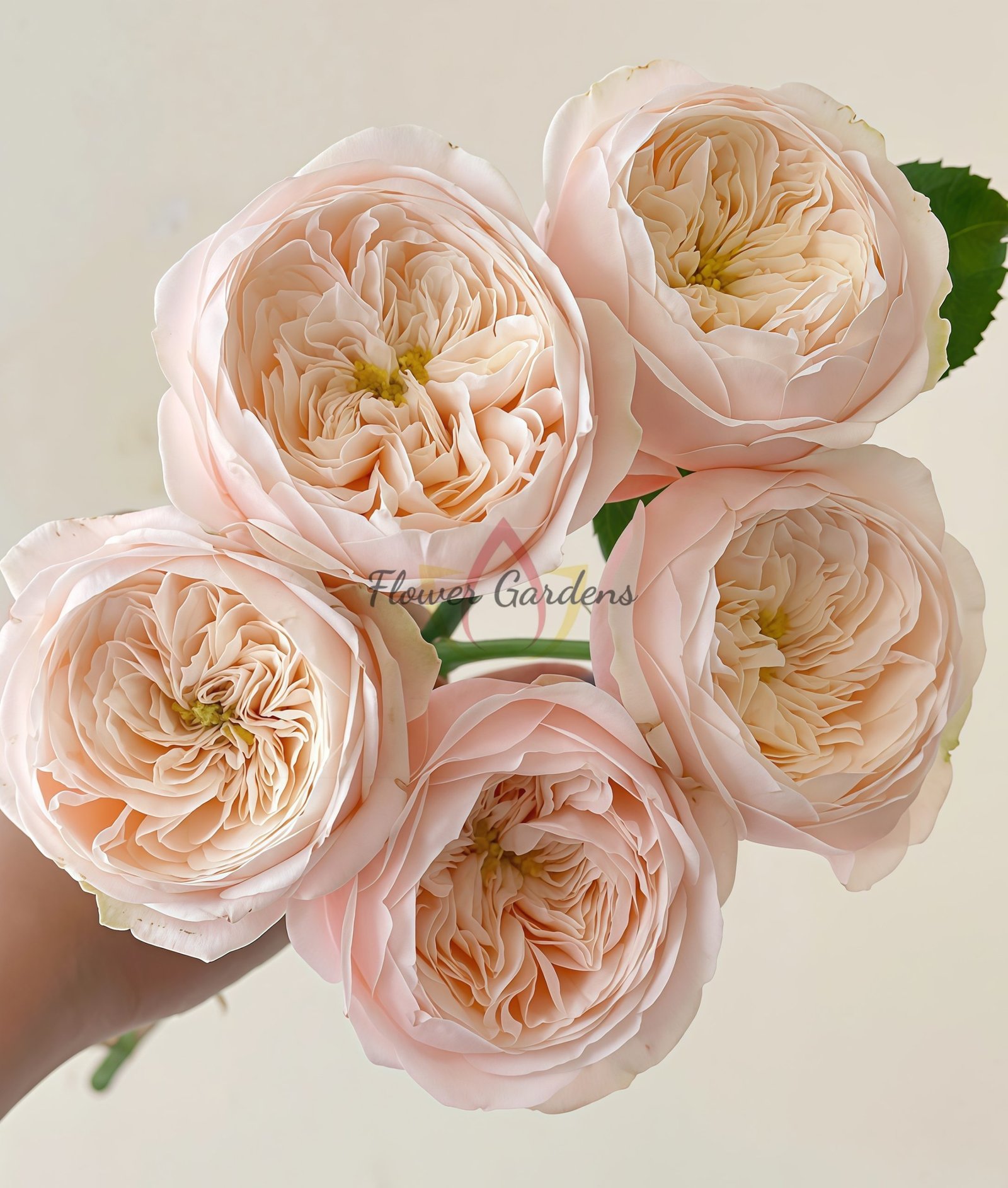 Darlington Rose plant丨Flower Gardens