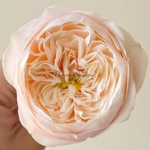 Darlington Rose丨Flower Gardens