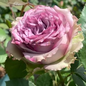 Dolcetto Rose丨Flower Gardens