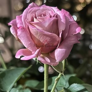 Drape Rose丨Flower Gardens