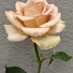 Dreamlike Rose plant丨Flower Gardens