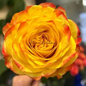 Drunken Delight Rose丨Flower Gardens