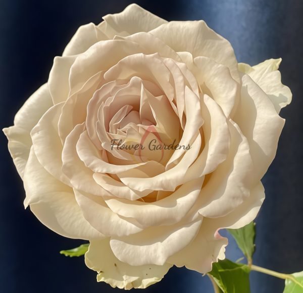 Early Grey Rose Plant