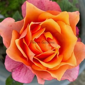 El Paso Forever Rose for sale丨Flower Gardens