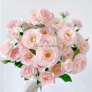 English Miss Rose 丨Flower Gardens