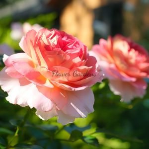 Esprit de Paris Rose丨Flower Gardens