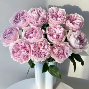 Euridice Rose丨Flower Gardens