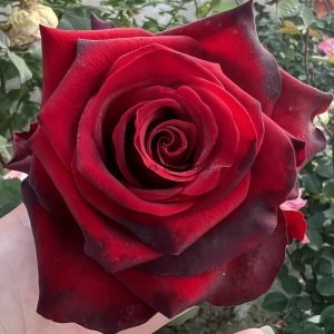 Explorer Rose丨Flower Gardens