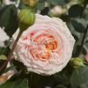 Fairytale Magic Rose丨Flower Gardens