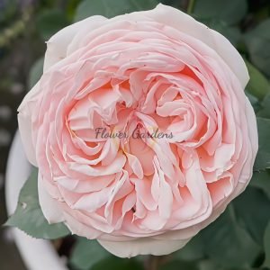 Fairytale Magic Rose plant丨Flower Gardens