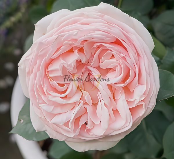 Fairytale Magic Rose plant丨Flower Gardens