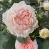 Fairytale Magic Rose丨Flower Gardens