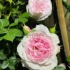 Garden Dreams Rose 丨Flower Gardens