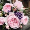 Garden Dreams Rose for sale丨Flower Gardens